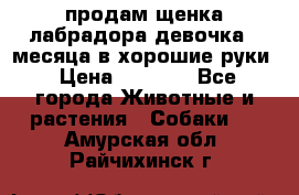 продам щенка лабрадора девочка 2 месяца в хорошие руки › Цена ­ 8 000 - Все города Животные и растения » Собаки   . Амурская обл.,Райчихинск г.